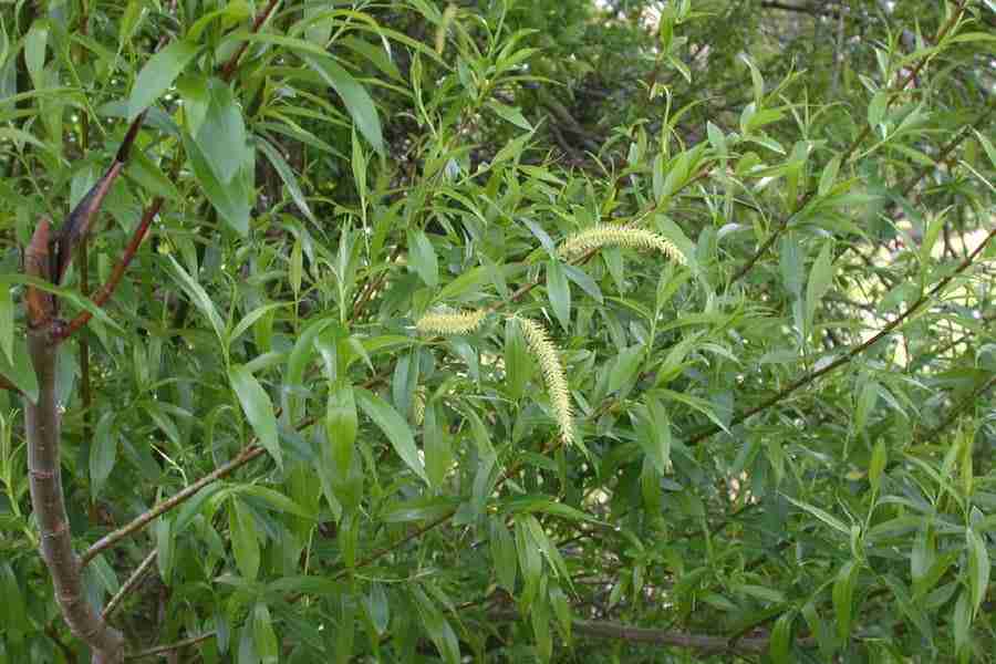  Ива ломкая или ракита (Salix fragilis)